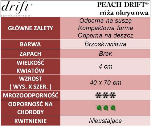Peach Drift róża okrywowa